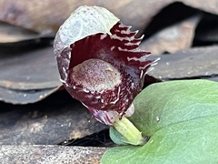 Corybas pruinosus