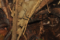 Ceroys perfoliatus