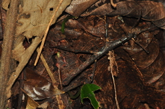 Ceroys perfoliatus
