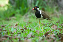 Vanellus indicus atronuchalis
