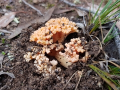 Ramaria capitata