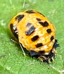 Harmonia axyridis