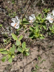 Hibiscus flavifolius
