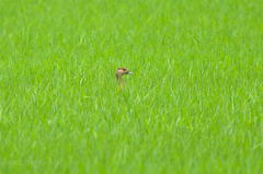 Dendrocygna javanica