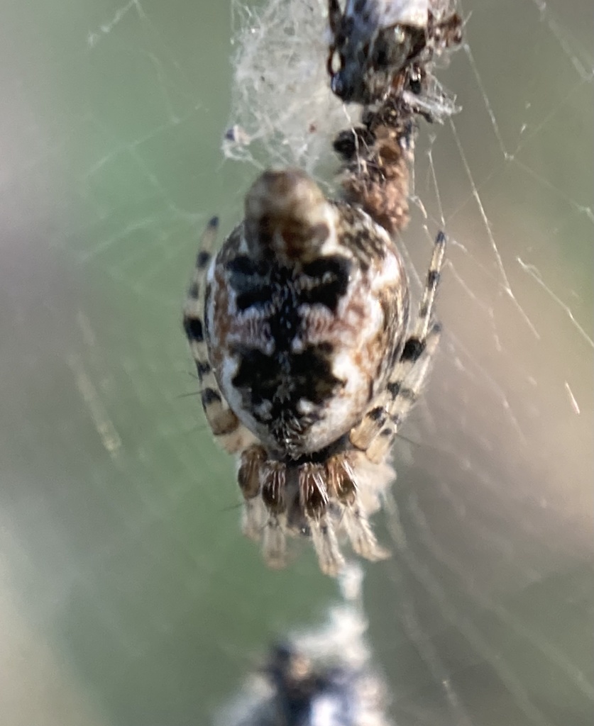 Cyclosa algerica