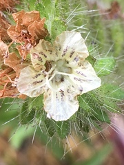 Phacelia nemoralis