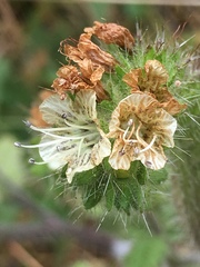 Phacelia nemoralis