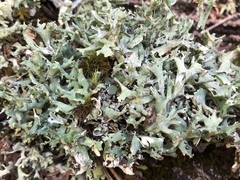 Cladonia turgida