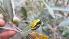 Heterixalus betsileo