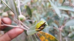 Heterixalus betsileo