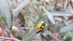 Heterixalus betsileo