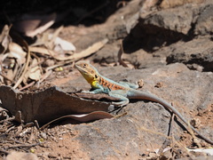Ctenophorus vadnappa
