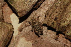 Eurymorphopus