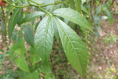 Tovaria pendula