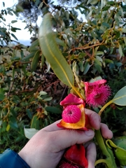 Eucalyptus tetraptera