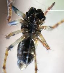 Cyclosa algerica