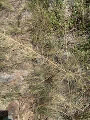 Poaceae