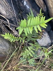 Polypodiopsida