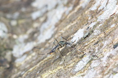 Toxorhynchites aurifluus