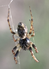 Cyclosa algerica
