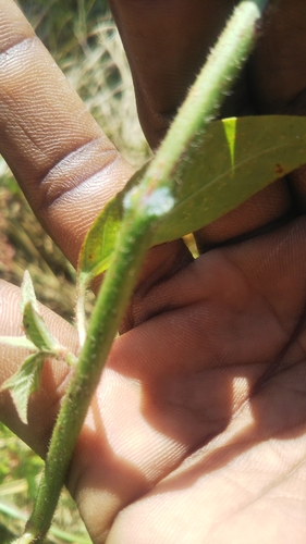 Euphorbia heterophylla image