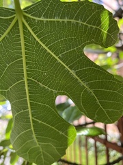 Homotoma ficus