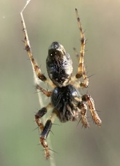 Cyclosa algerica