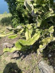 Euphorbia