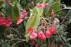 Begonia coccinea