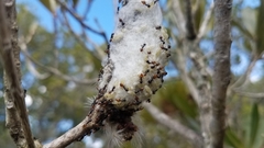 Insecta