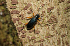 Strongylium erythrocephalum