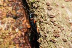 Strongylium erythrocephalum