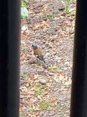 Fringilla coelebs