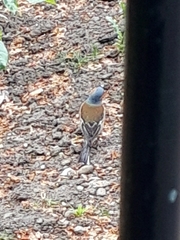 Fringilla coelebs