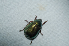 Anomala russiventris