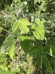 Rubus