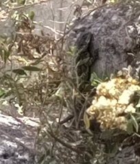 Acanthocercus atricollis