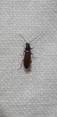 Rhagonycha nigriventris