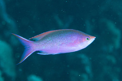 Mirolabrichthys pascalus