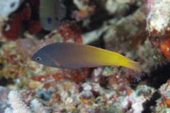 Halichoeres prosopeion