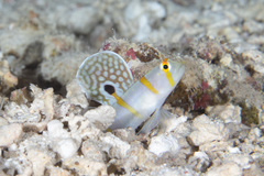 Amblyeleotris randalli