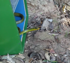 Chironius bicarinatus