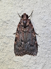 Mimaglossa nauplialis