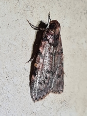 Mimaglossa nauplialis