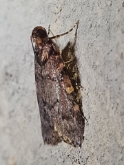 Mimaglossa nauplialis