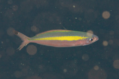 Pterocaesio lativittata