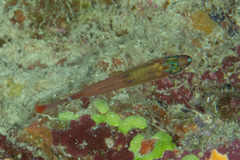 Ostorhinchus dispar