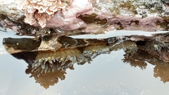 Anthopleura buddemeieri