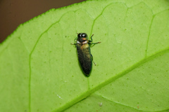 Coomaniella