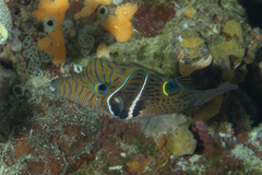 Canthigaster ocellicincta